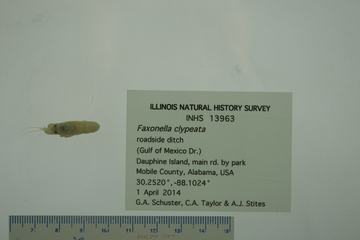 Faxonella clypeata image